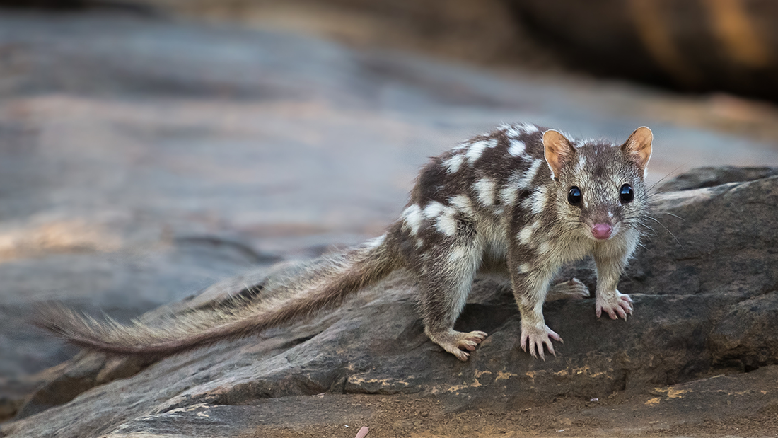 A northern quoll up close. A northern quoll up close.